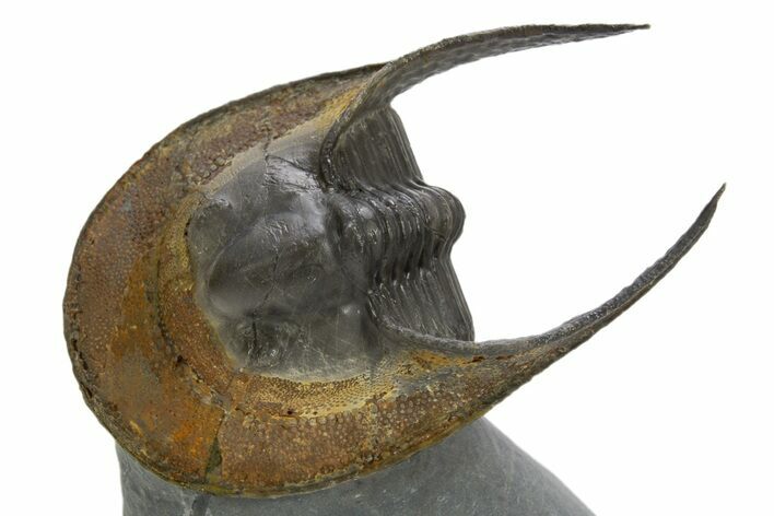 Enrolled Scotoharpes Trilobite - Orange Headshield #328638